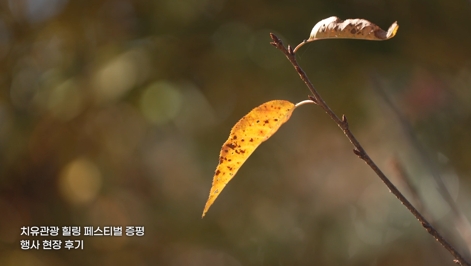 제천 치유의숲 - 활인심방 숲 테라피 이미지