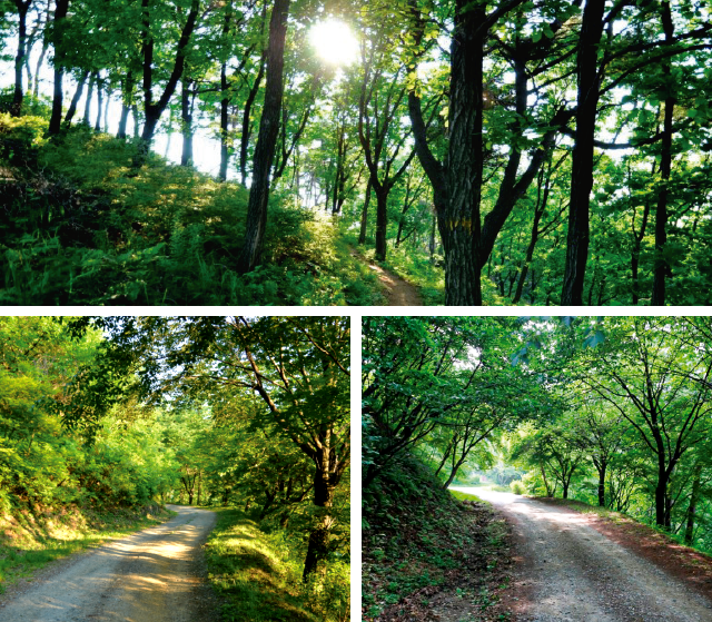 생거진천 자연휴양림